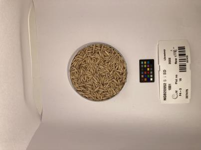 Click for 1 image(s) for this accession. SEED